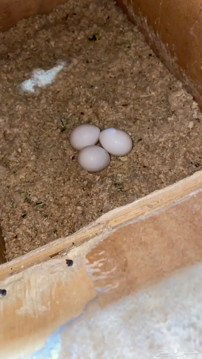 جوز دره منتج 2