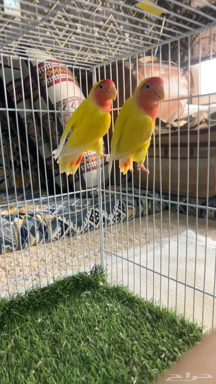 روز منتج 1