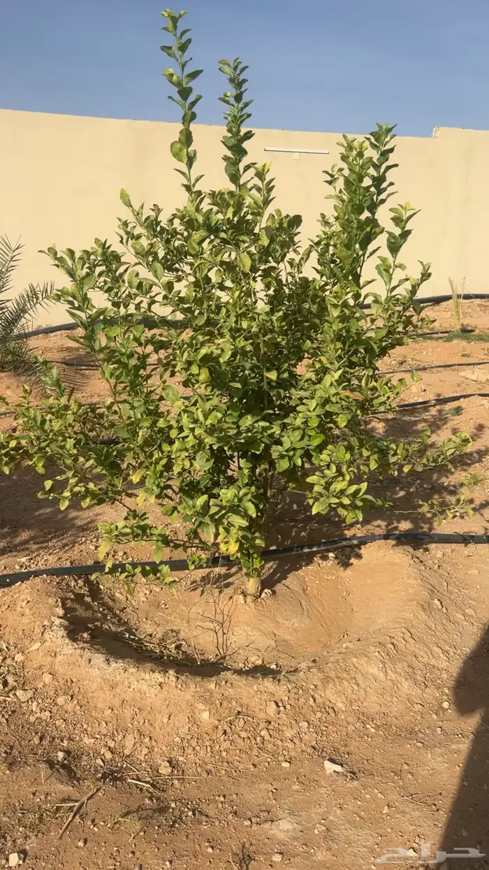 اشجار برتقال 0