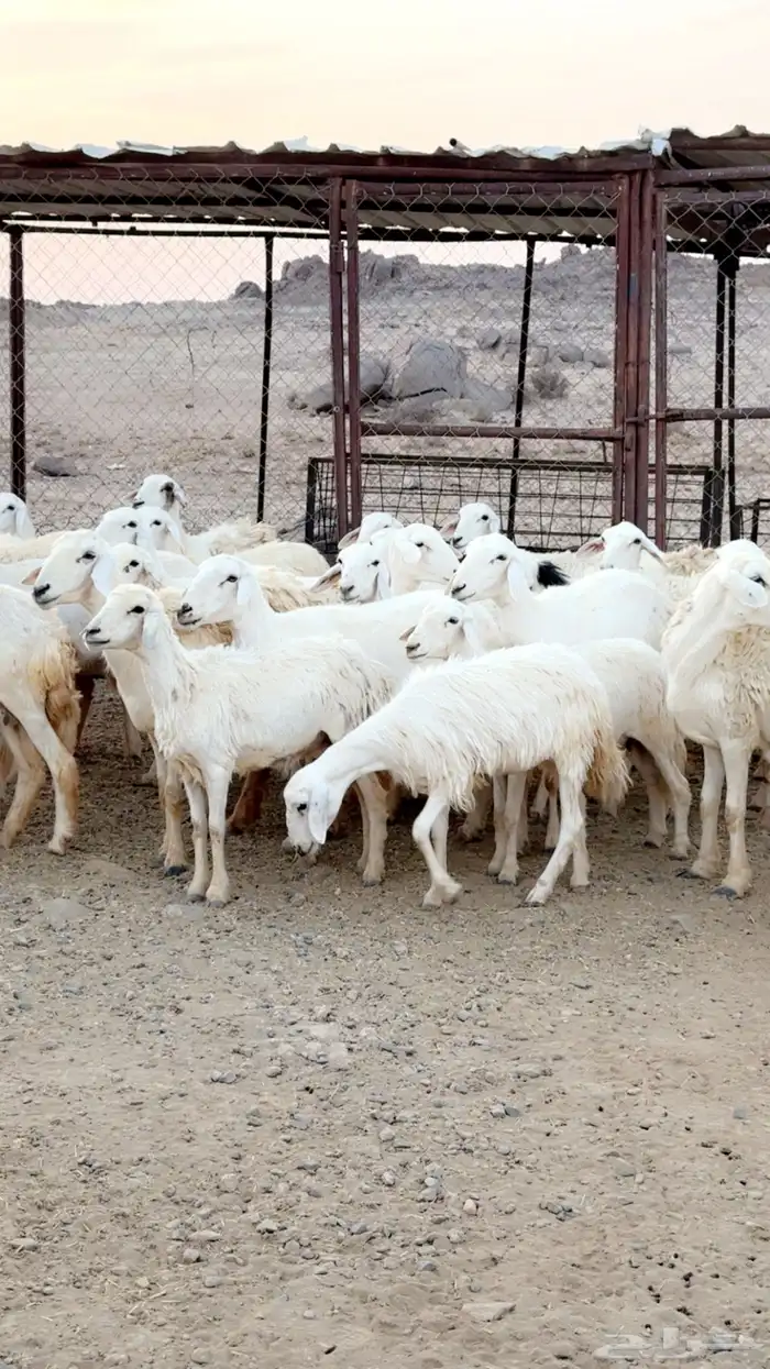 رخال دفيع مقربات مراح واحد ونظافه شرط بفحولها 2 8
