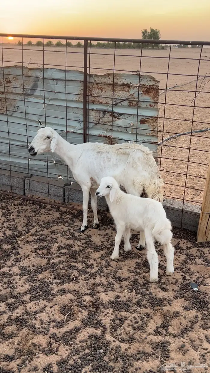 للبيع حريات2خلفات 2