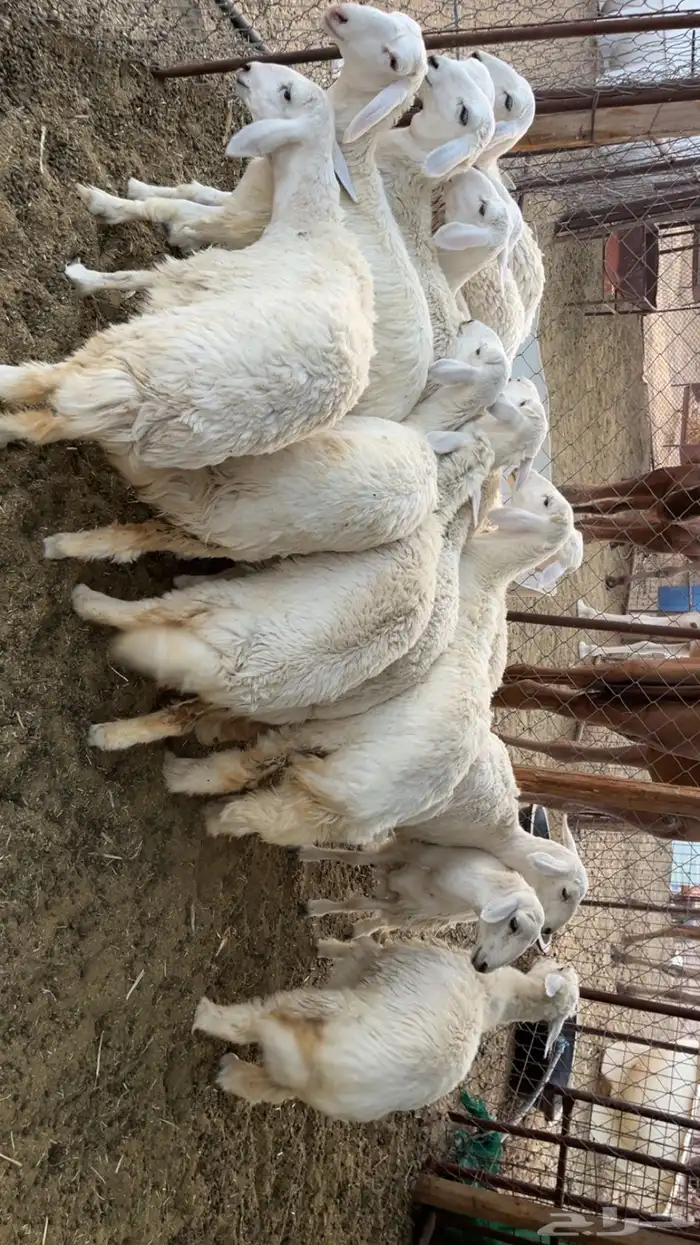 رخال مقاني طيبات (تم البيع) 2