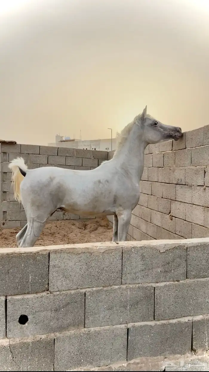 حصان للبيع مستعجل 3