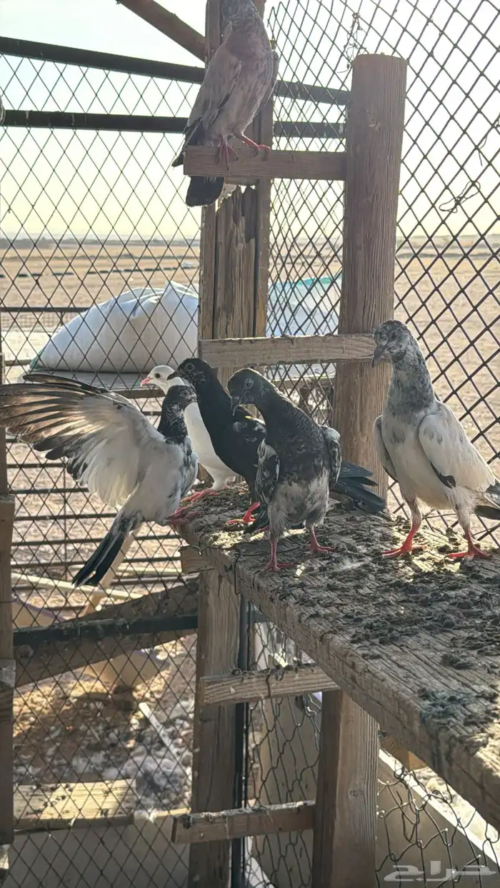 حمام باكستاني طبات 4