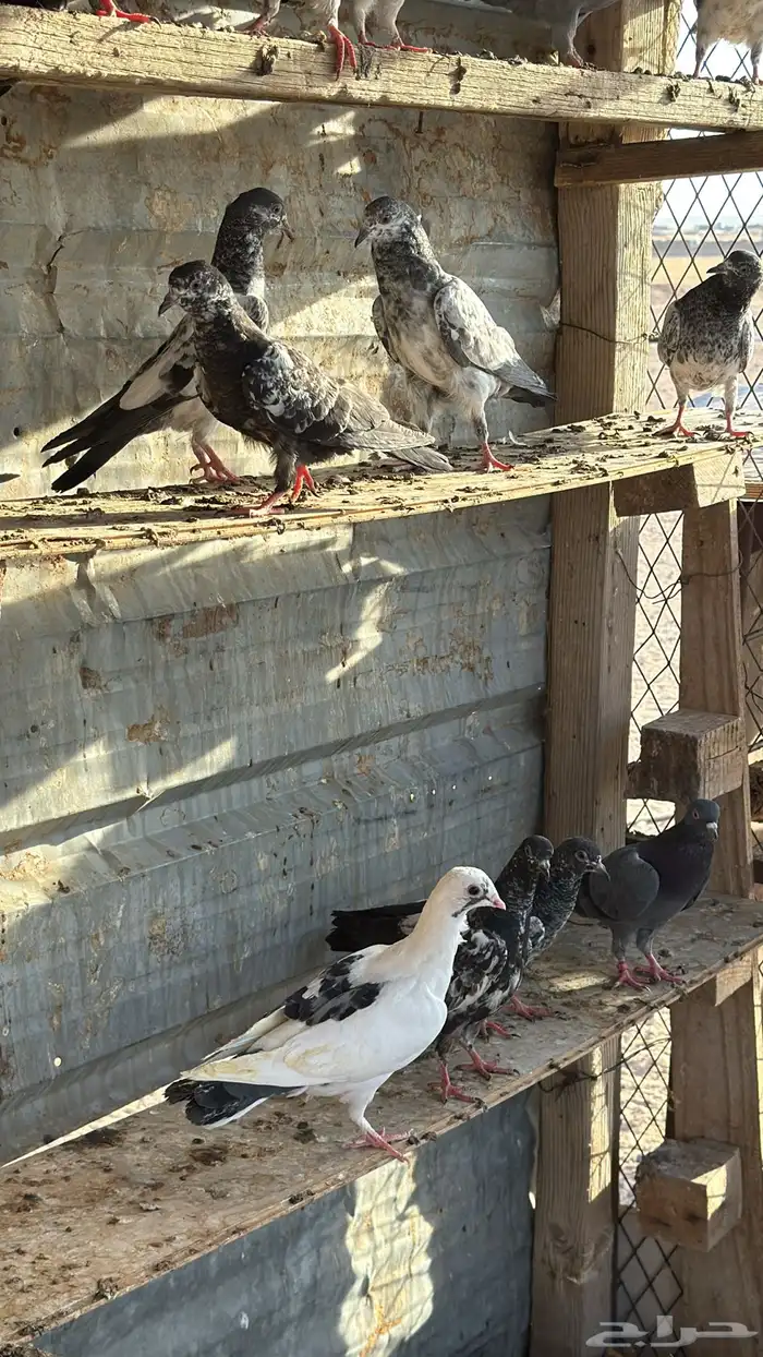 حمام باكستاني طبات 5
