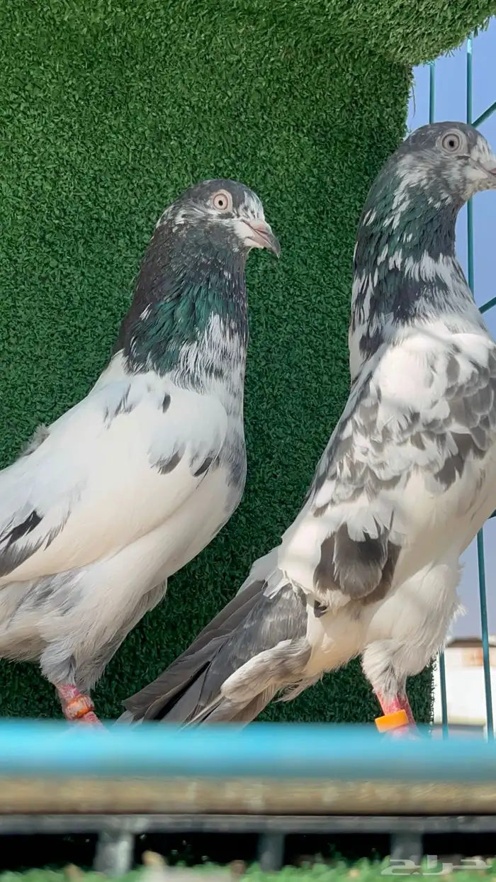 حمام باكستاني بيور 6