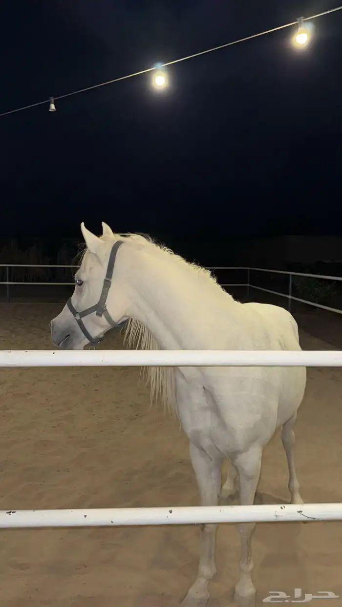 خيل واهو للبيع سبب البيع الانشغال 2