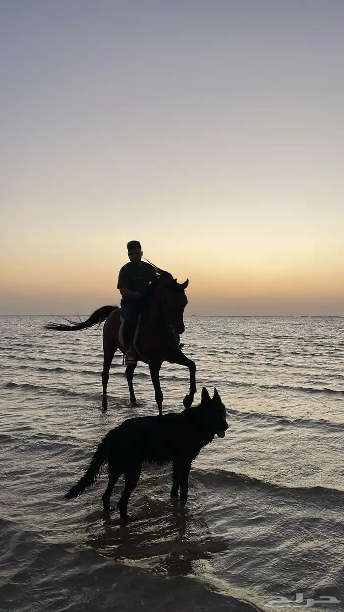 خيل 16