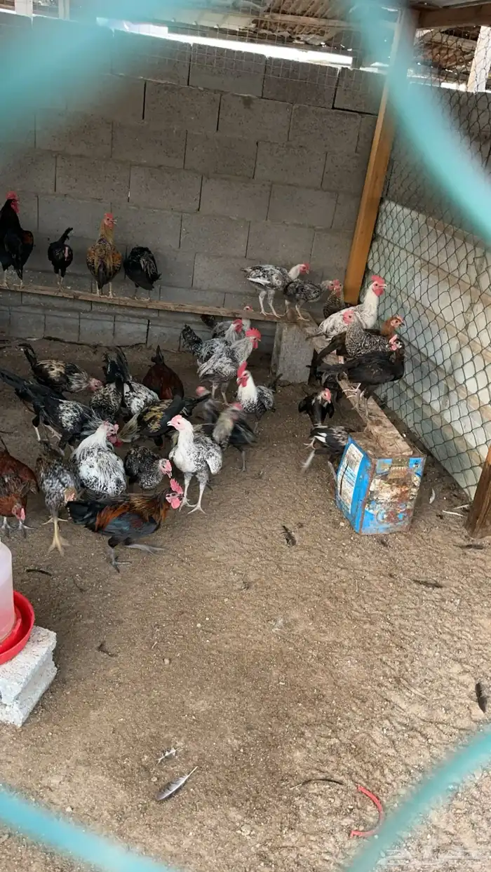ديوك بلدي 1