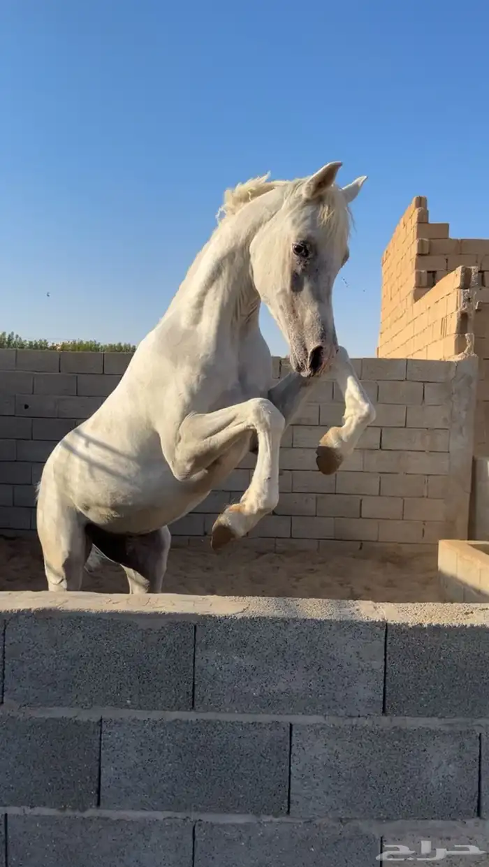 حصان للبيع مستعجل 2