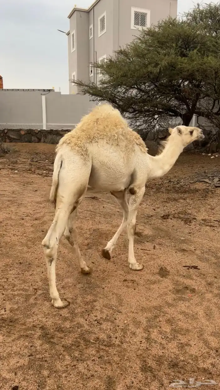 قعود 1