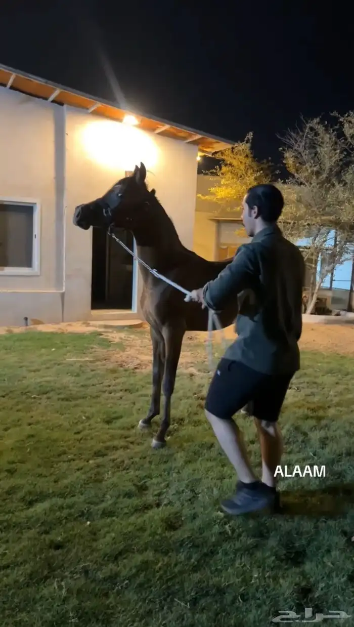 مهر فاخر   للبيع 5
