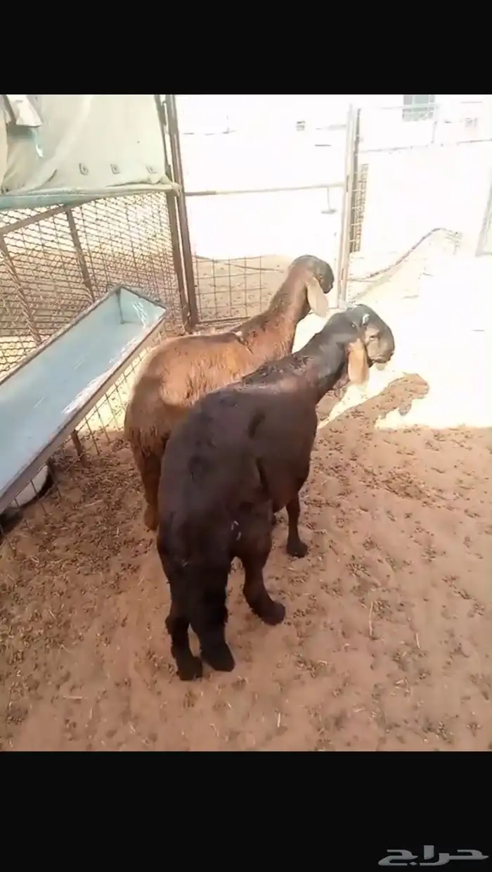 ساكني بربري حري نعيمي 1