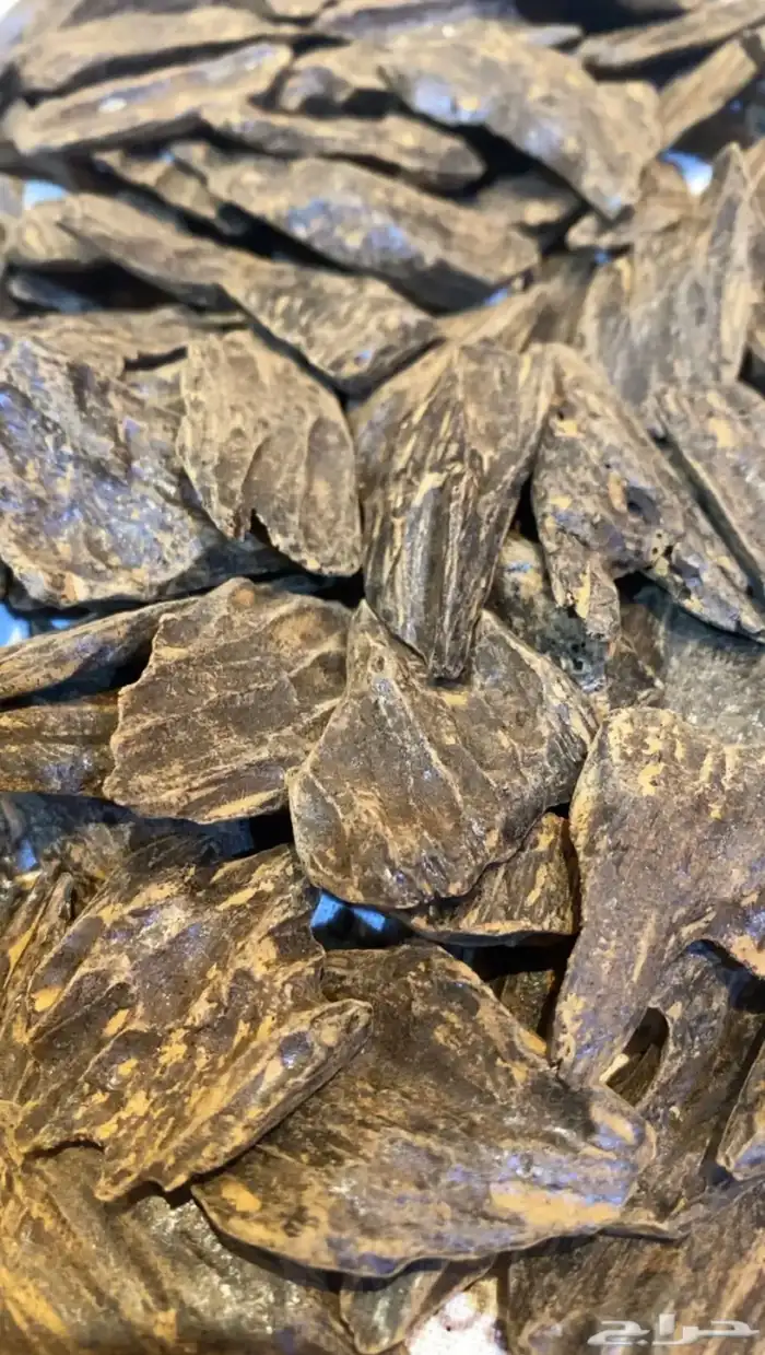 مجموعة من العود الطليعي والمحسن لجميع المناسبات 7