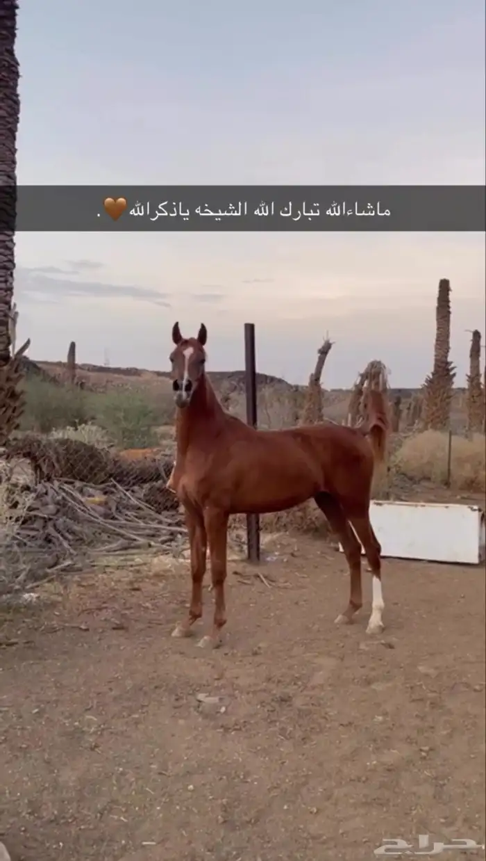 نورة سأري كندا 2