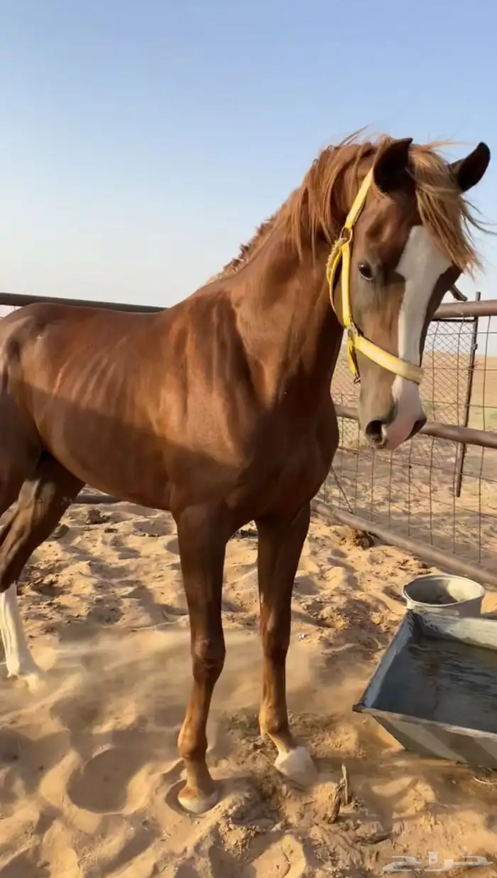 مهر شعبي فاخر 2