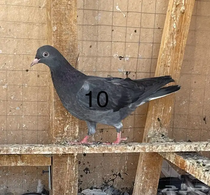 طبات 11 حبة مميزة 6