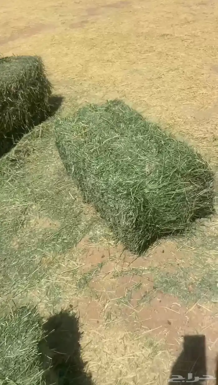 برسيم جندير ورق شد ووزن 1