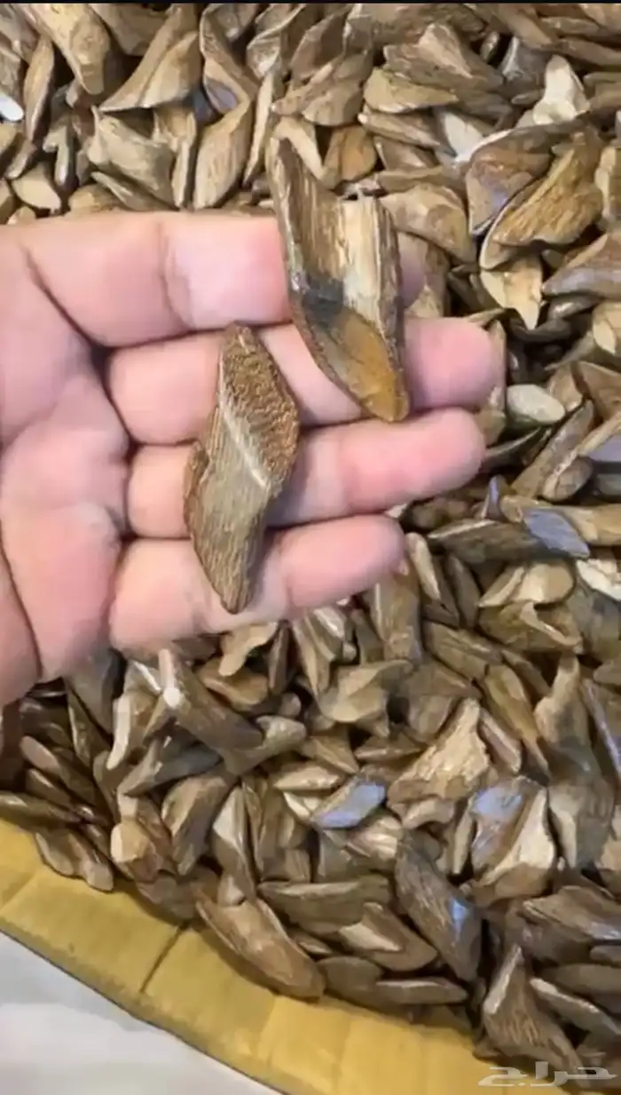 نوفر جميع انواع العطور الحبه بسعر الجمله لاتفوتكم الفرصه 50