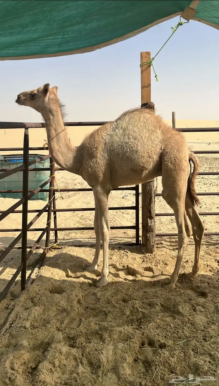 قعود للبيع سمين 0