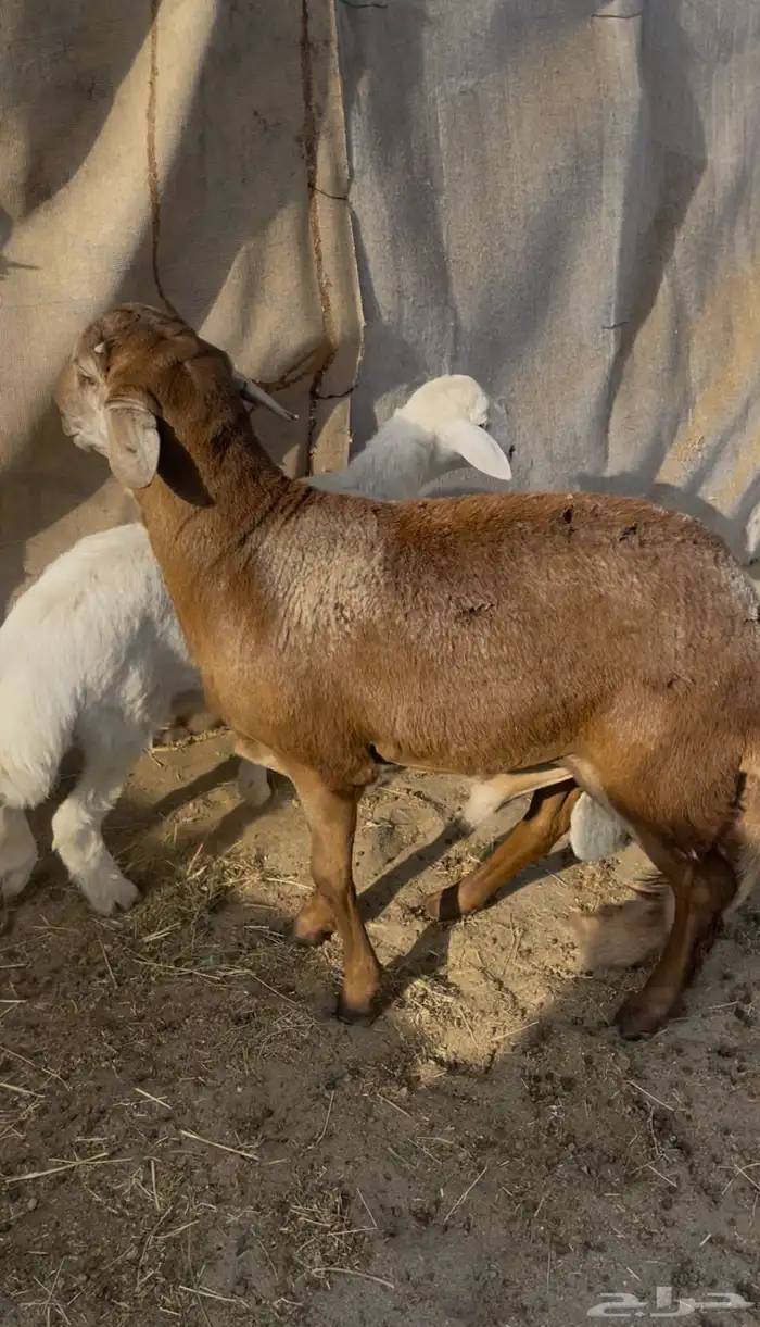 سواكنى توه مثنى فل شحم 0