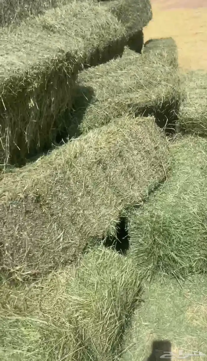 برسيم جندير ورق شد ووزن 2