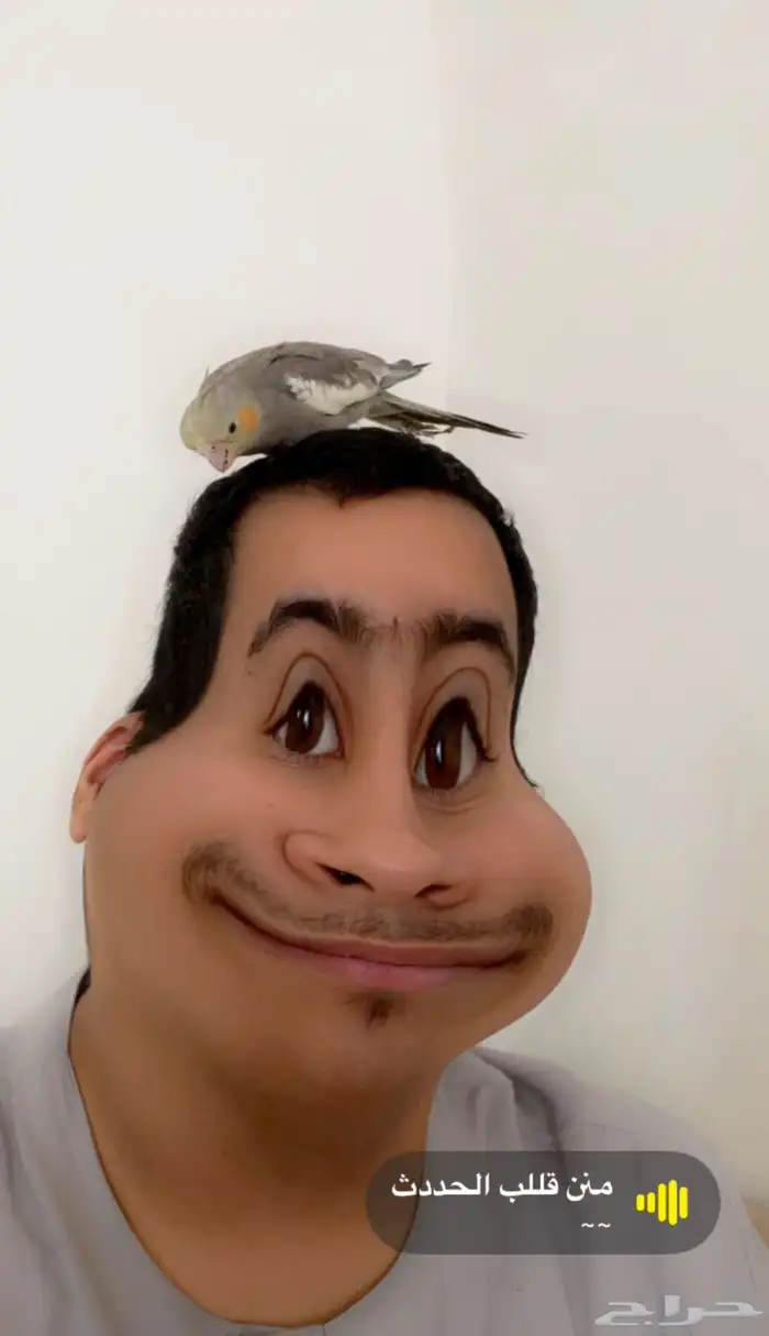 طير للبيع 0