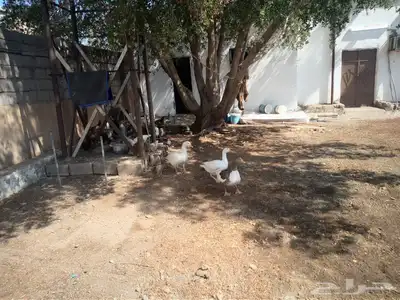 دجاج الماني و دجاج براهما مع بط و وز وكتاكيت صغيره index