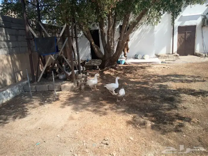 دجاج الماني و دجاج براهما مع بط و وز وكتاكيت صغيره 8