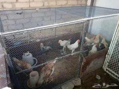 دجاج الماني و دجاج براهما مع بط و وز وكتاكيت صغيره index