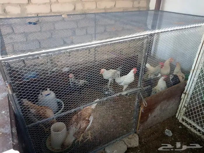 دجاج الماني و دجاج براهما مع بط و وز وكتاكيت صغيره 5
