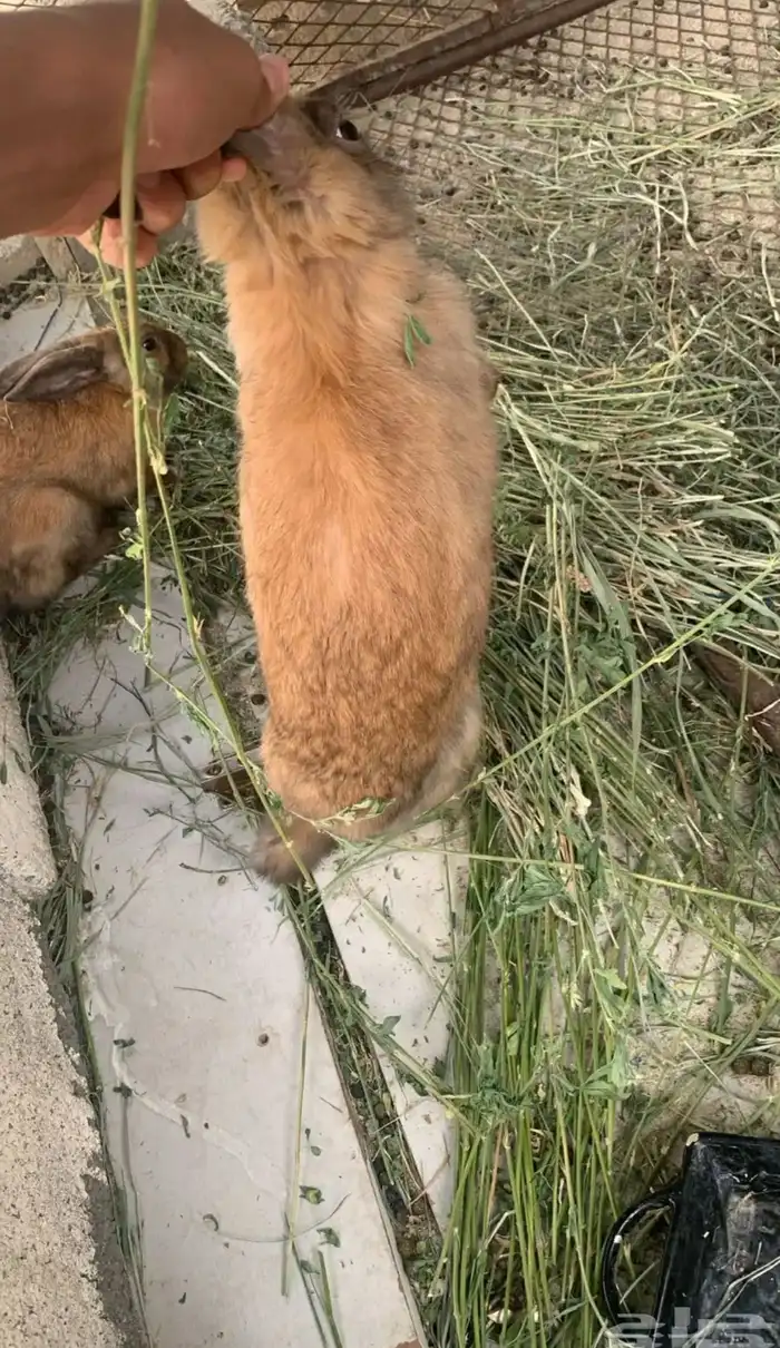 ارانب للبيع 2