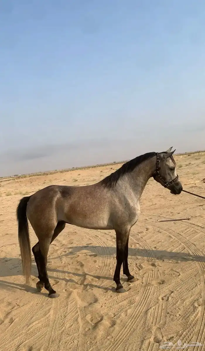 فرس شعبيه مهره شيخه 4