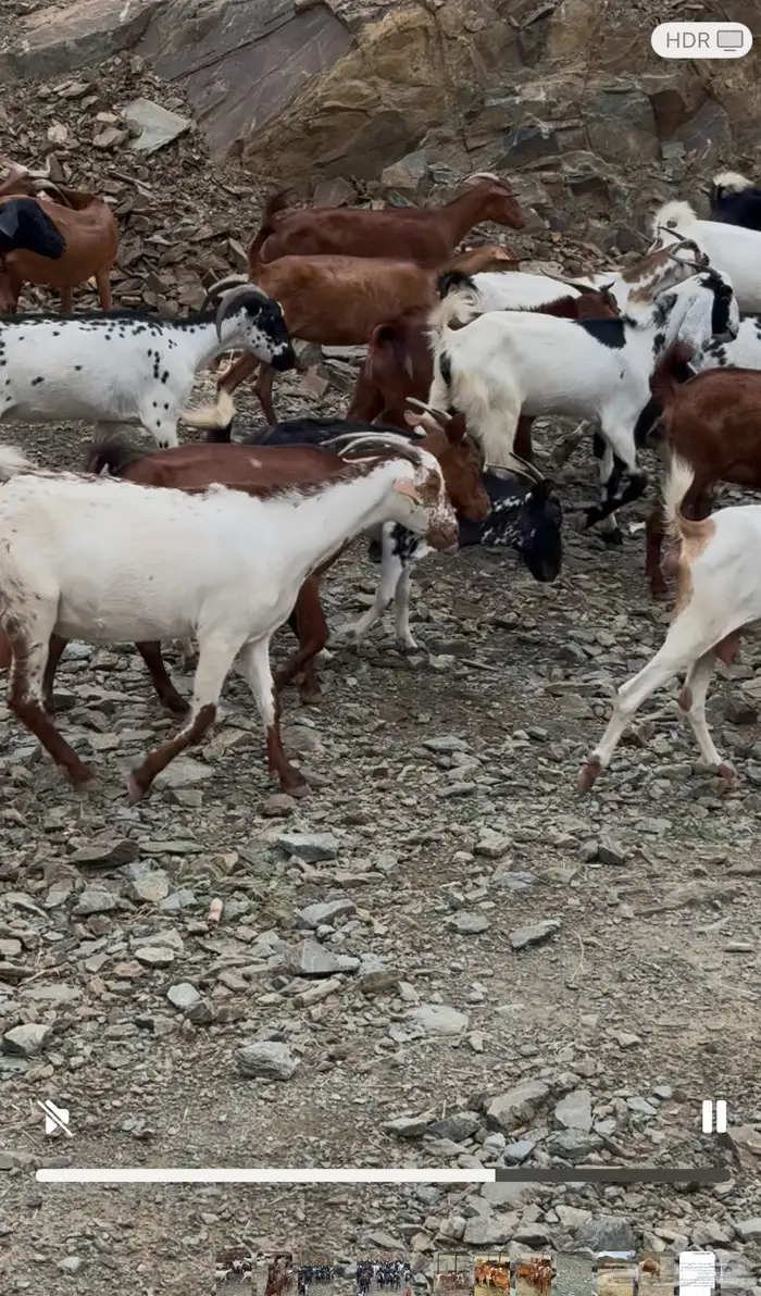 مراح كامل 2