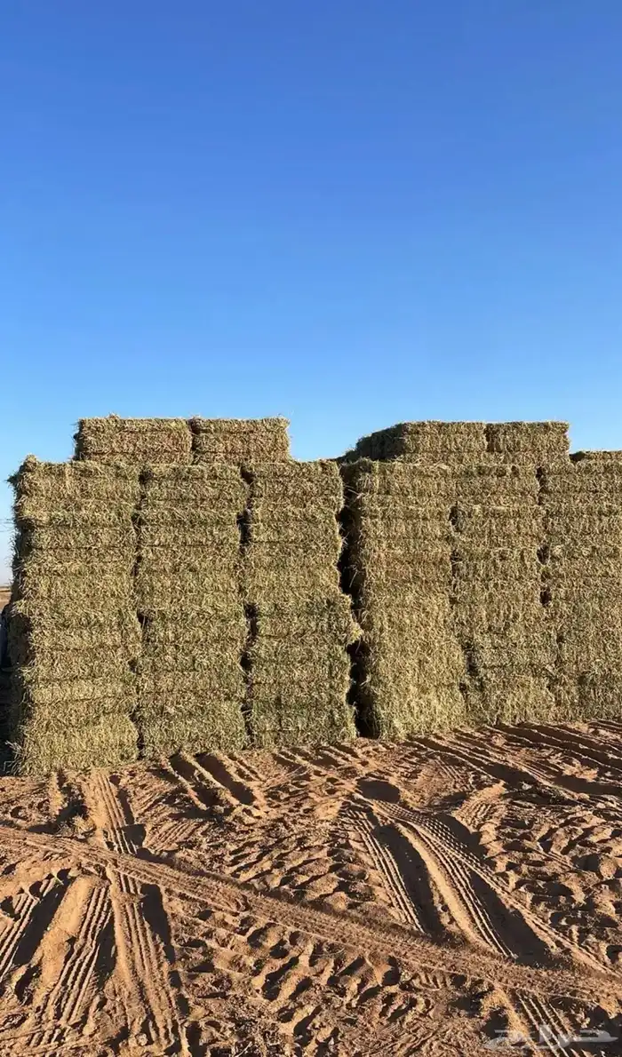برسيم بسيطا طبرجل اعلاف 0