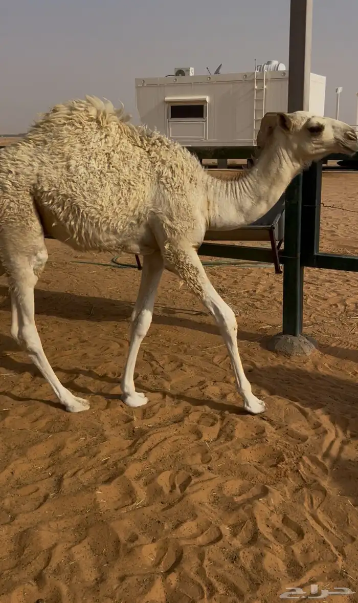 قعدان قصب شحمم 0