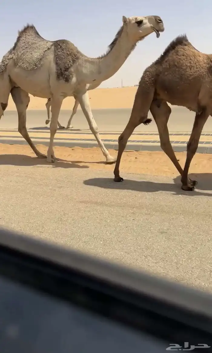 بكره شقحا 0