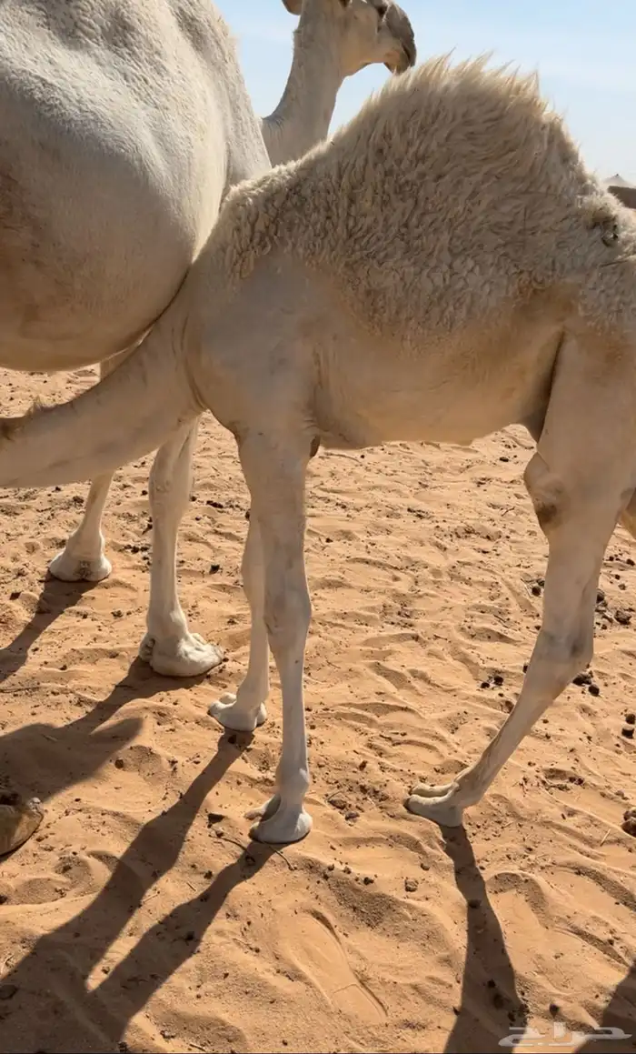 للبيع قعود لباني 0