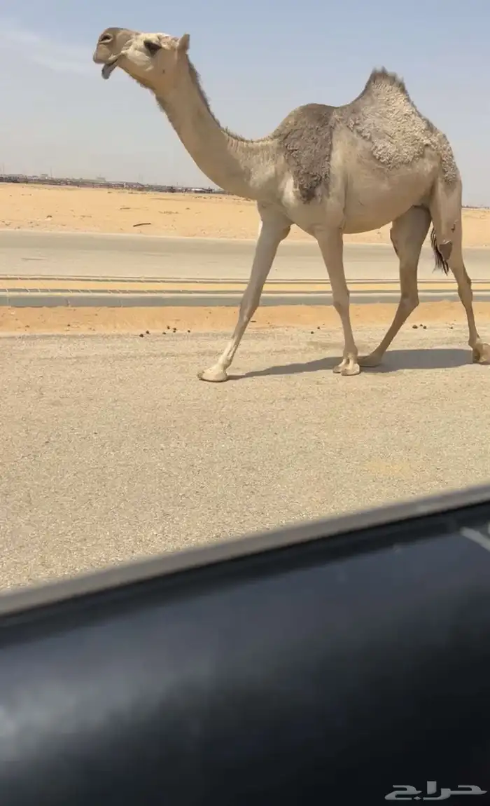 بكره شقحا 1