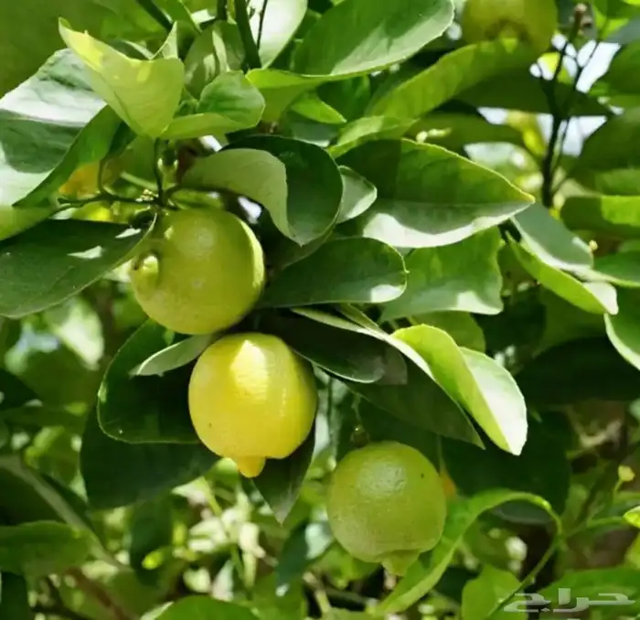 شتلات أكاسيا ورد اصفر وغيرها كثير 21