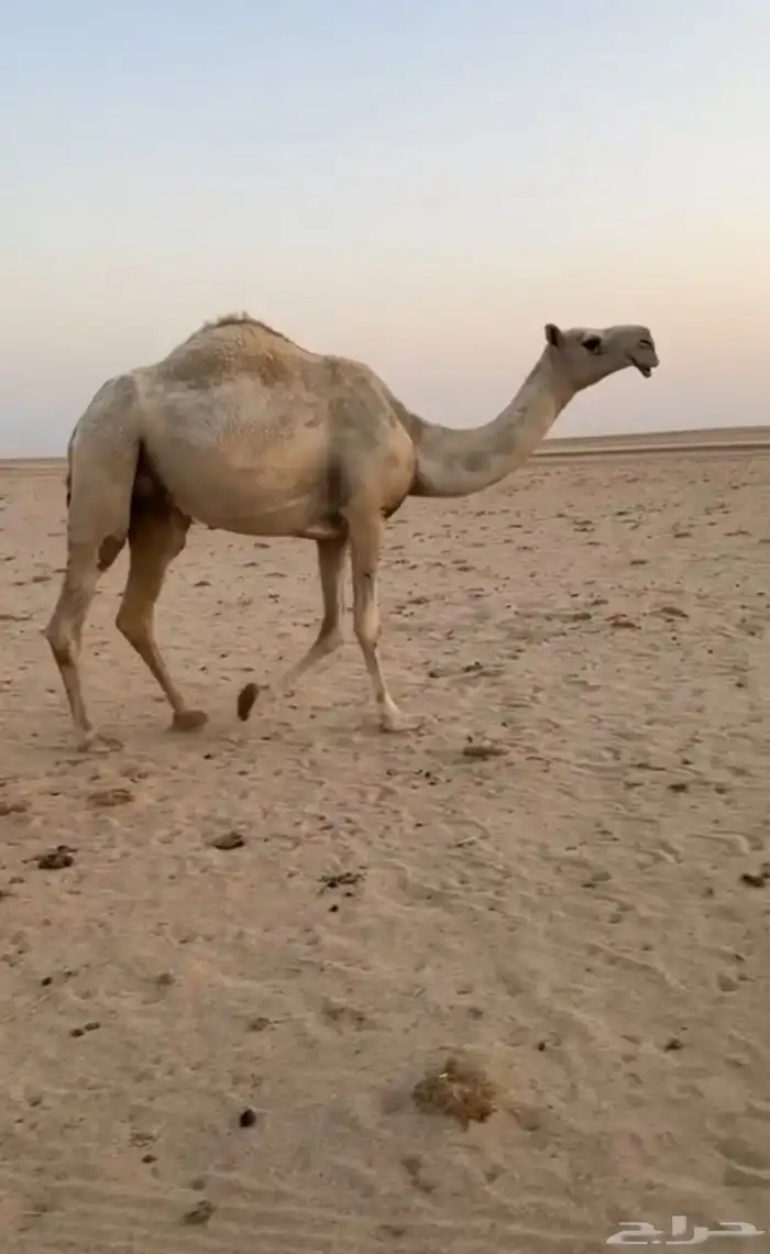 خلفه 2