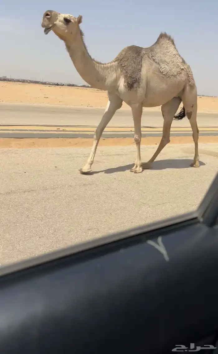 بكره شقحا 2