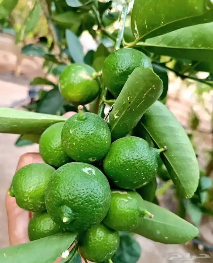 شتلات أكاسيا ورد اصفر وغيرها كثير 20