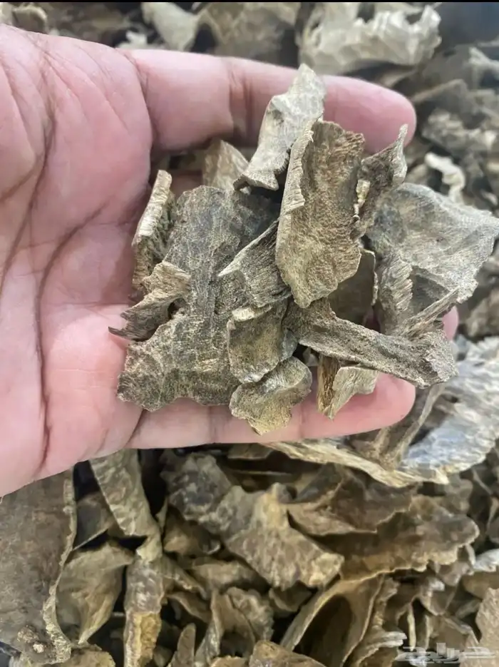 مجموعة من العود الطليعي والمحسن لجميع المناسبات 0