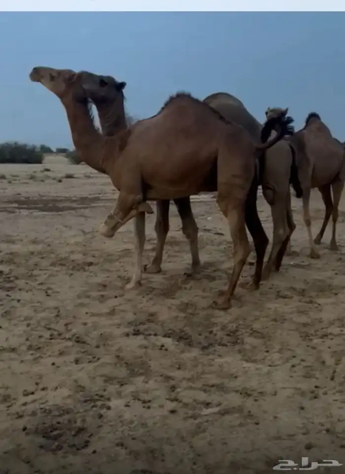 ماشاءالله تبارك الله بكره السن جذعه مشروطه من جميع العذريب 3