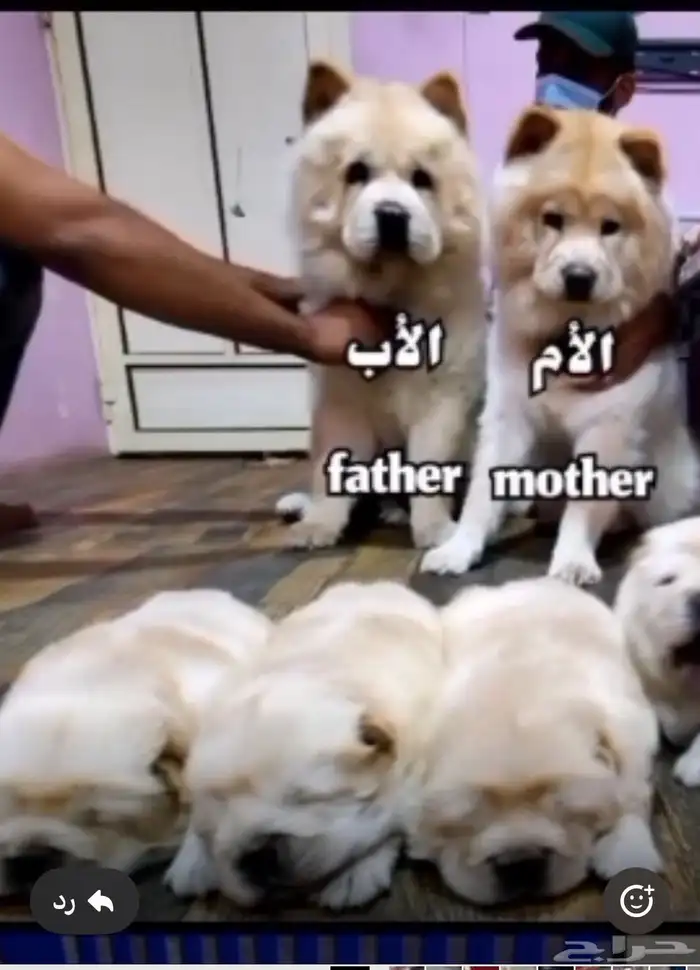 كلب تشاو تشاو .. 3