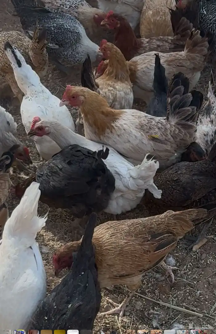 ل للبيع دجاج بلدي بياض هجين لوهمان وتركي وفومي 4