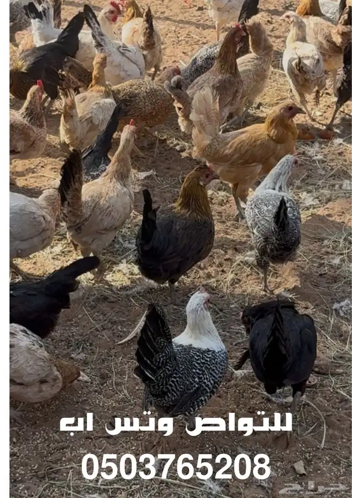 ل للبيع دجاج بلدي بياض هجين لوهمان وتركي وفومي 0