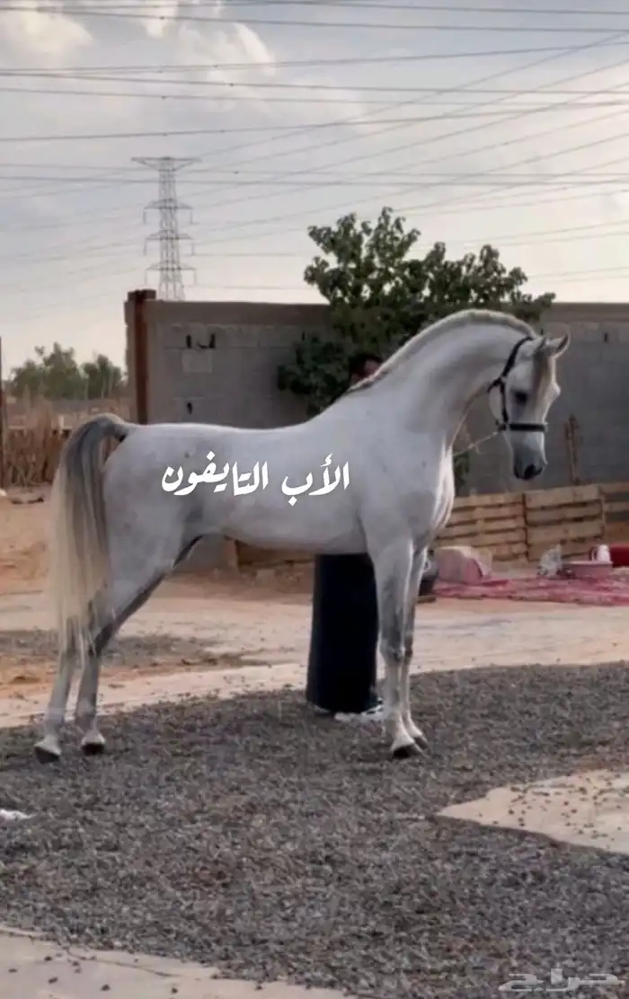 مهره واهو 3