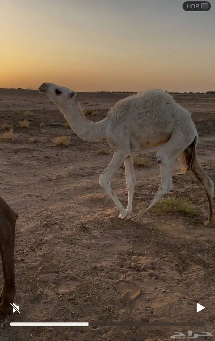 للبيع قعود قصب 1